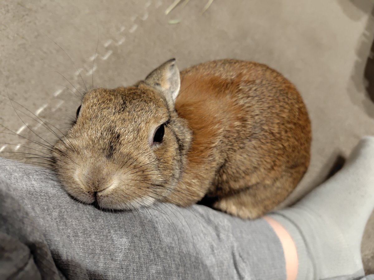 甘えん坊だね🐰🩷😆 #うさぎ
