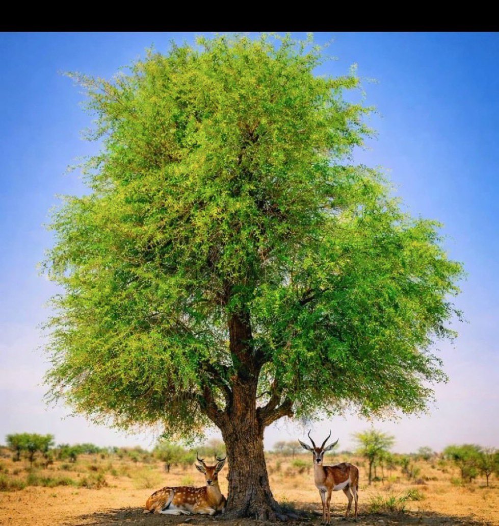 🌳 प्रकृति हमारी जिम्मेदारी है, सिर्फ संसाधन नहीं 🌳

हम हवा मुफ्त में लेते हैं,
पानी बिना सोचे पीते हैं,
पेड़ों की छांव में सुकून पाते हैं…

लेकिन क्या कभी सोचा है
कि हम प्रकृति को वापस क्या दे रहे हैं?

आज धरती माँ को जरूरत है
हमारे प्रेम की, हमारे संकल्प की,
और हमारे एक छोटे