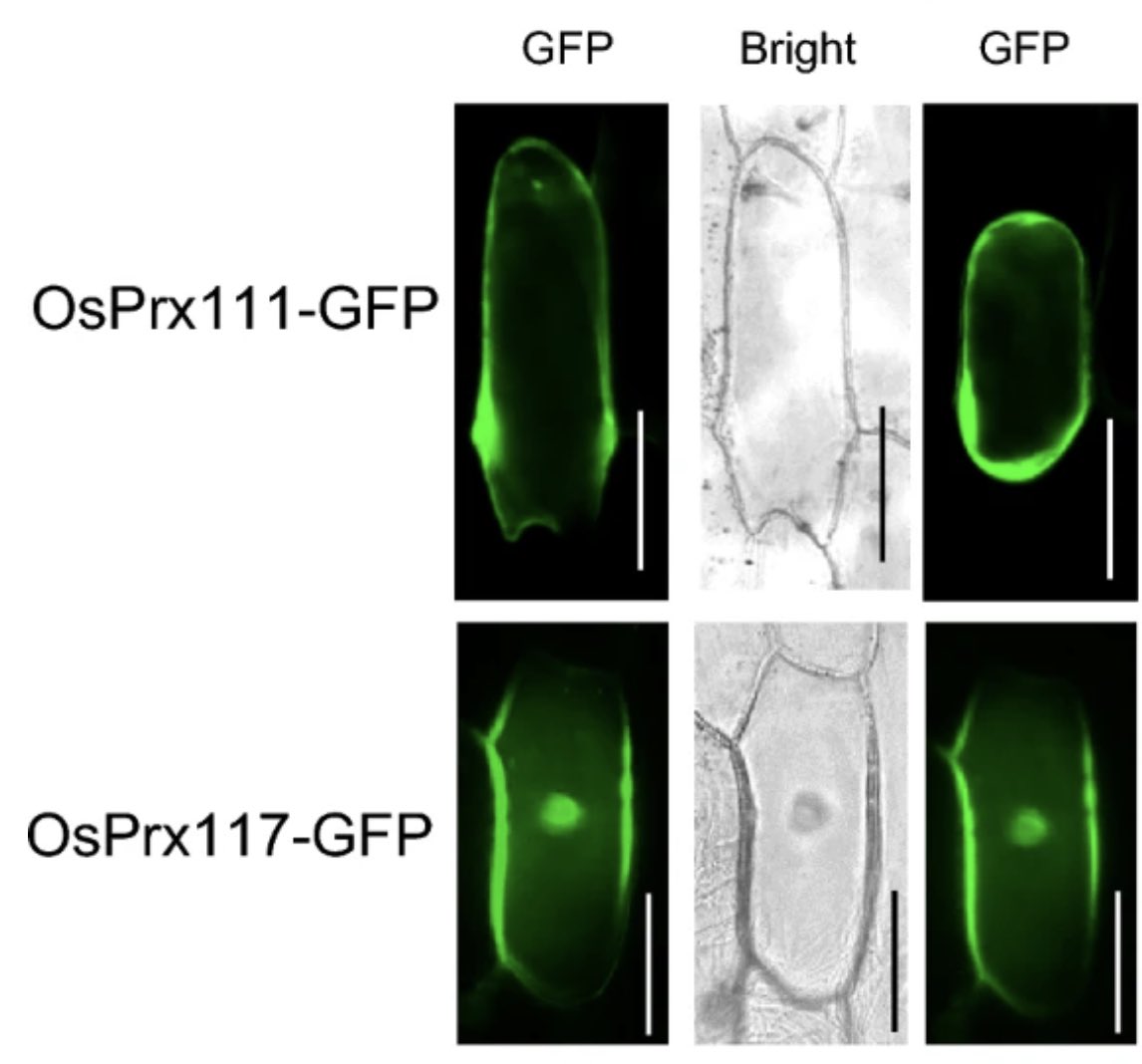 J Gen Plant Pathol tweet media