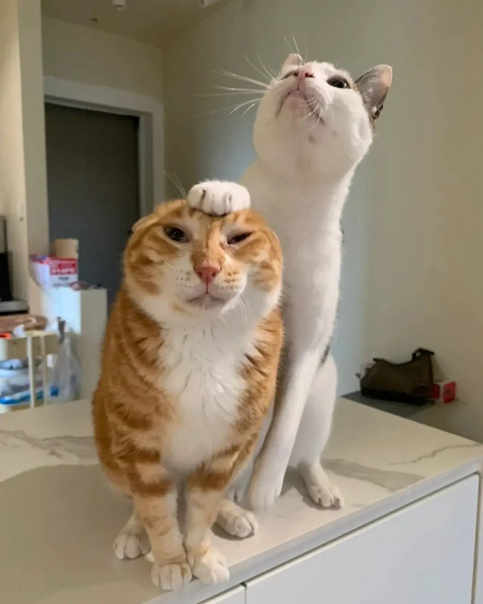 25th at genesis losing to jmook and n0ne one day i will be as good as my hero cody schwab but for now i will remain cheeks

I also had to take poor chibe out back and shoot him in the head but thats the way it be