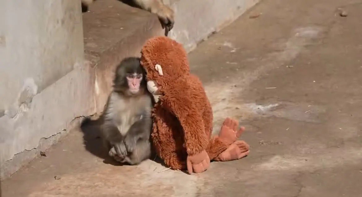 市川市動物園のパンチくん🐒

母親に捨てられた彼は、人間によって育てた。動物園のサルたちの社会に馴染めなく、飼育員から渡された人形をずっと抱きしめていて、とても悲しいのに、とても可愛い 😭

#がんばれパンチ #市川市動植物園