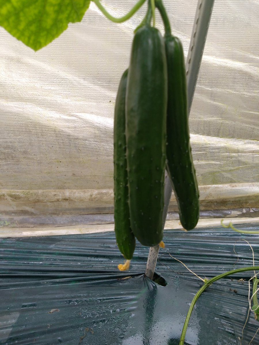 RINCO51125403's tweet photo. 伸びる伸びる💦💦
下げたら　こんな事に
おまけに　三兄弟やん🤣
手が入ってない　追いついてないので反省してます
頑張ってるねんけどなぁ
#きゅうり農家　#野菜　#農業 https://t.co/5vLSlFNf3A