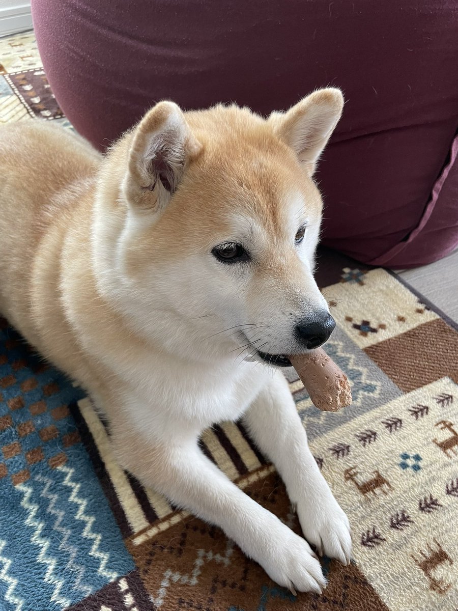 葉巻吸ってるみたいに見える🤣
ダンディ🚬
注 女の子です

かみかみする木の棒が短くなったやつ🌲

#柴犬 #柴犬くるみ #柴犬のいるくらし #ダンディな柴