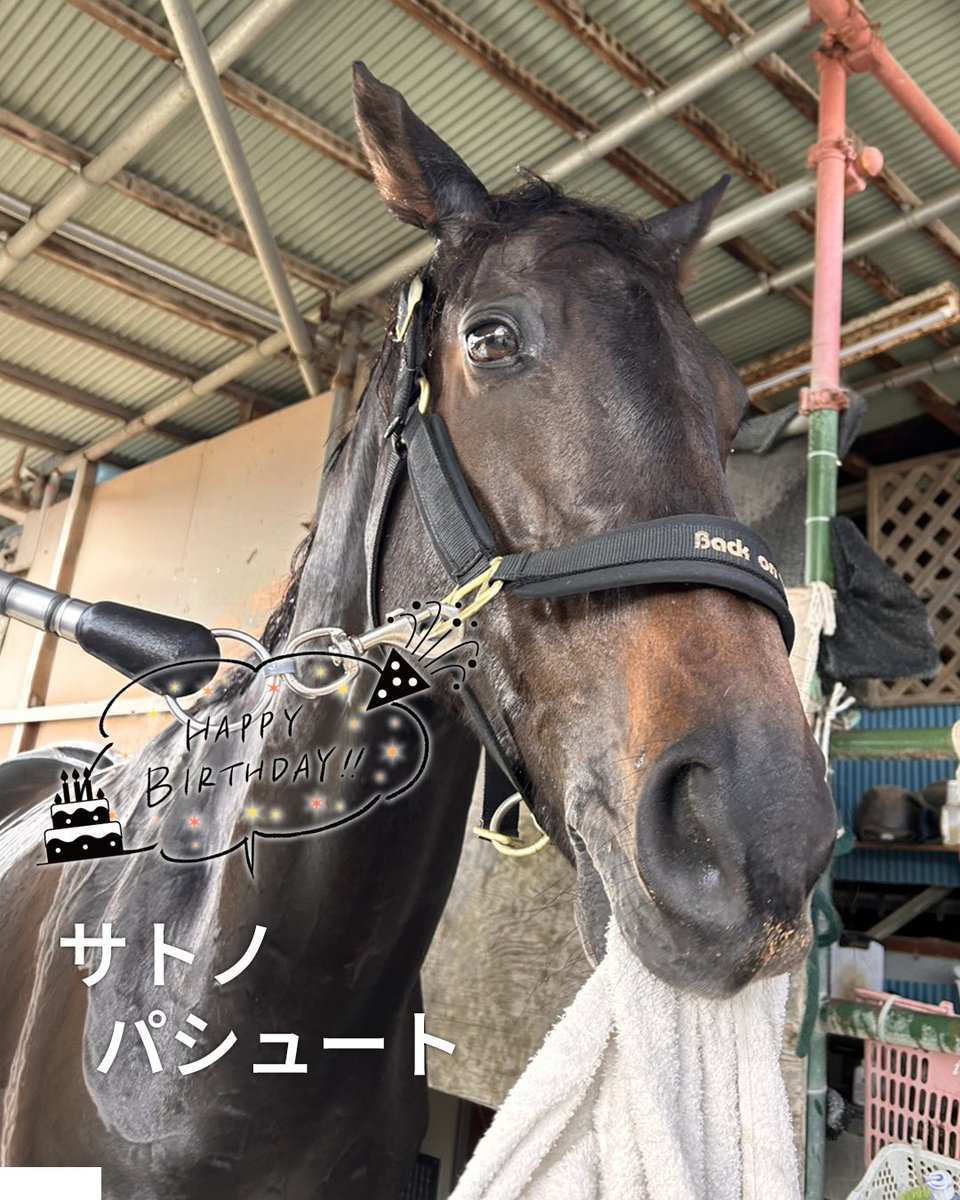 ꒰ 🐴🎉Happy Birthday🎉꒱.*˚ 本日2月15日は、TCCホース サトノ