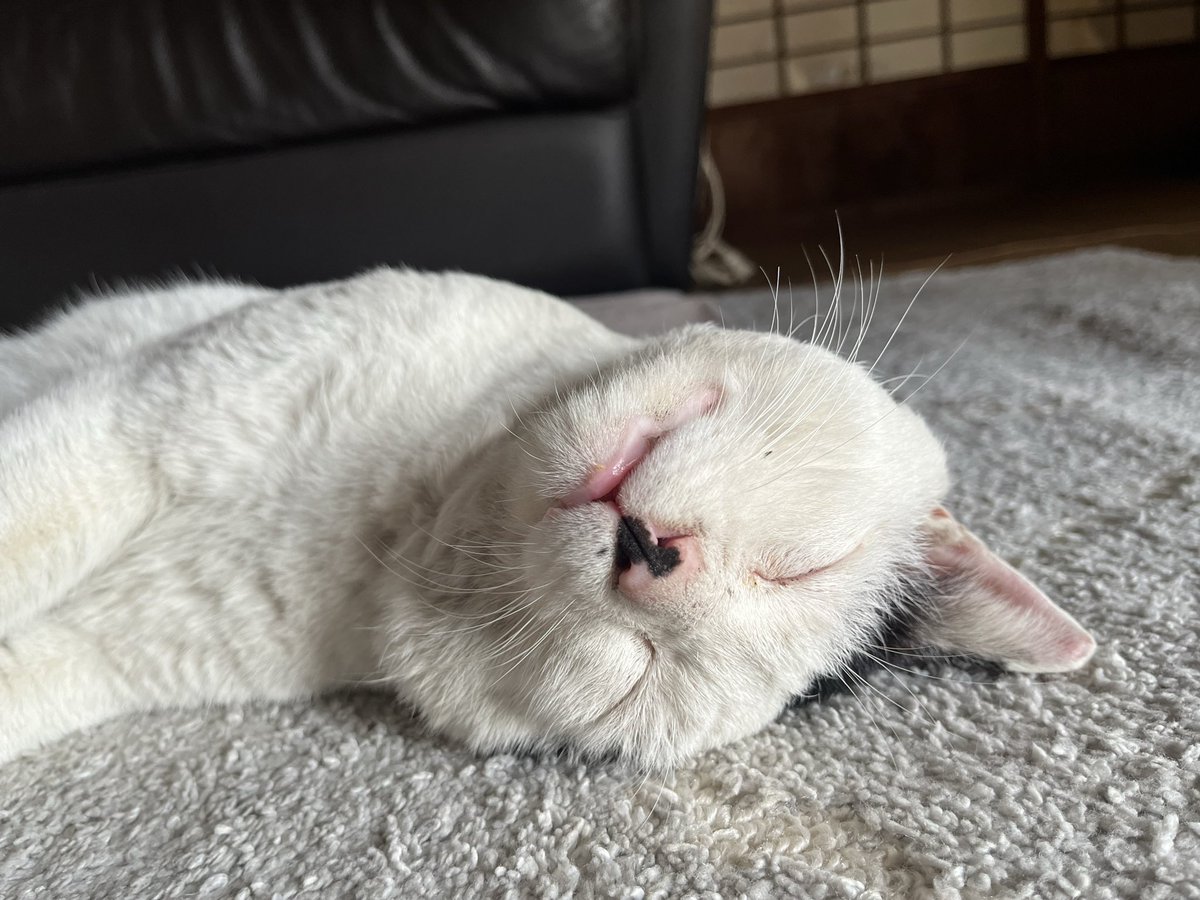 一緒にお昼寝しましょうかね💤

＃猫のいる暮らし