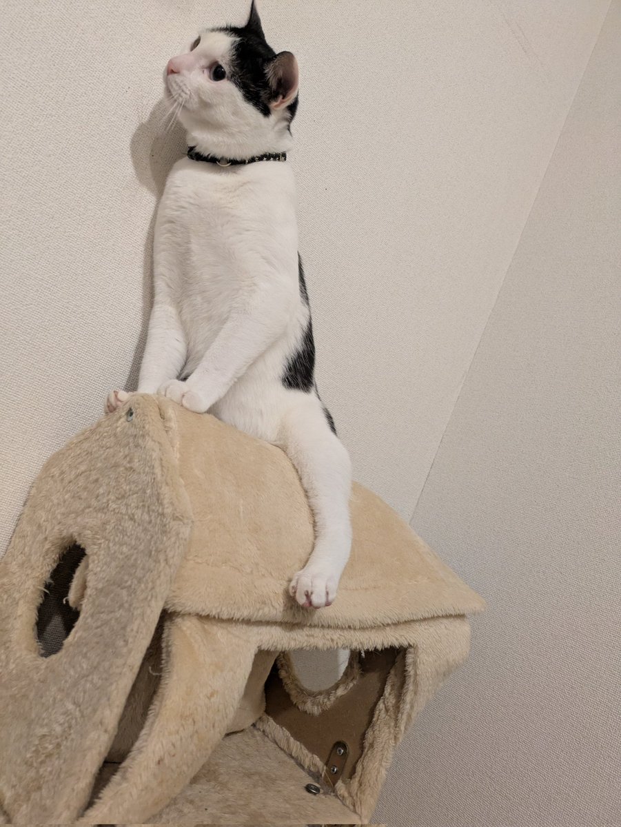 A-U@うさぎ tweet media