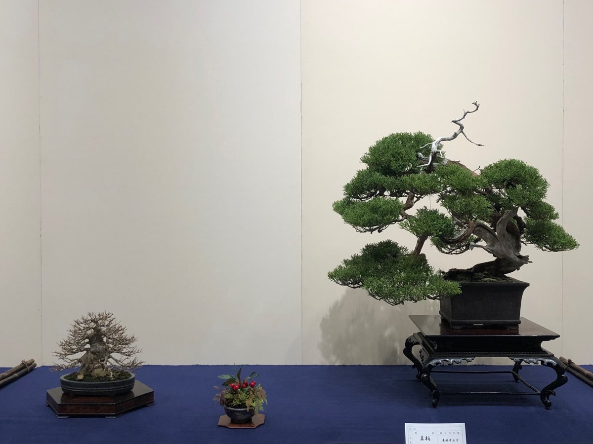 第100回国風盆栽展 後期

bonsai-kyokai.or.jp/event.html