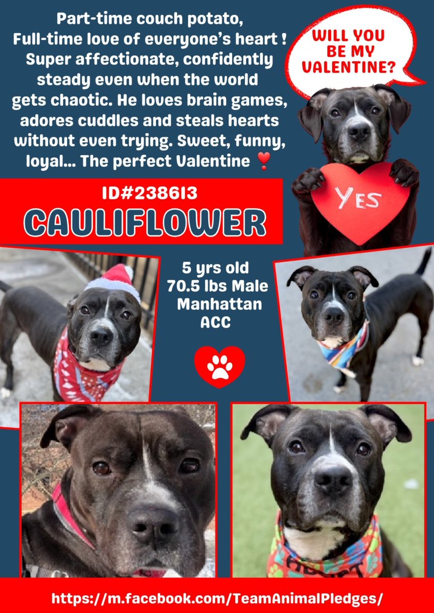 CharBolen's tweet image. #DogOfTheDay♥️ 
CAULIFLOWER ♥️#238613  5yr Boy ♥️#NYCACC
Very beautiful boy waiting in shelter 132 days!!
His notes from volunteers are awesome!
Wonderful boy.. loving, affectionate, laid back!
He deserves a loving forever home!
#AdoptMe ♥️
#Foster. #Pledge
HERO WANTED ♥️🏡♥️