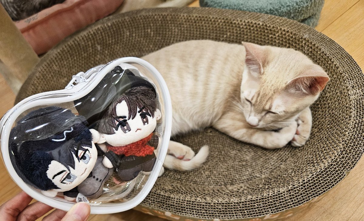 一回老家直奔貓咖🐱
#페이백
#payback