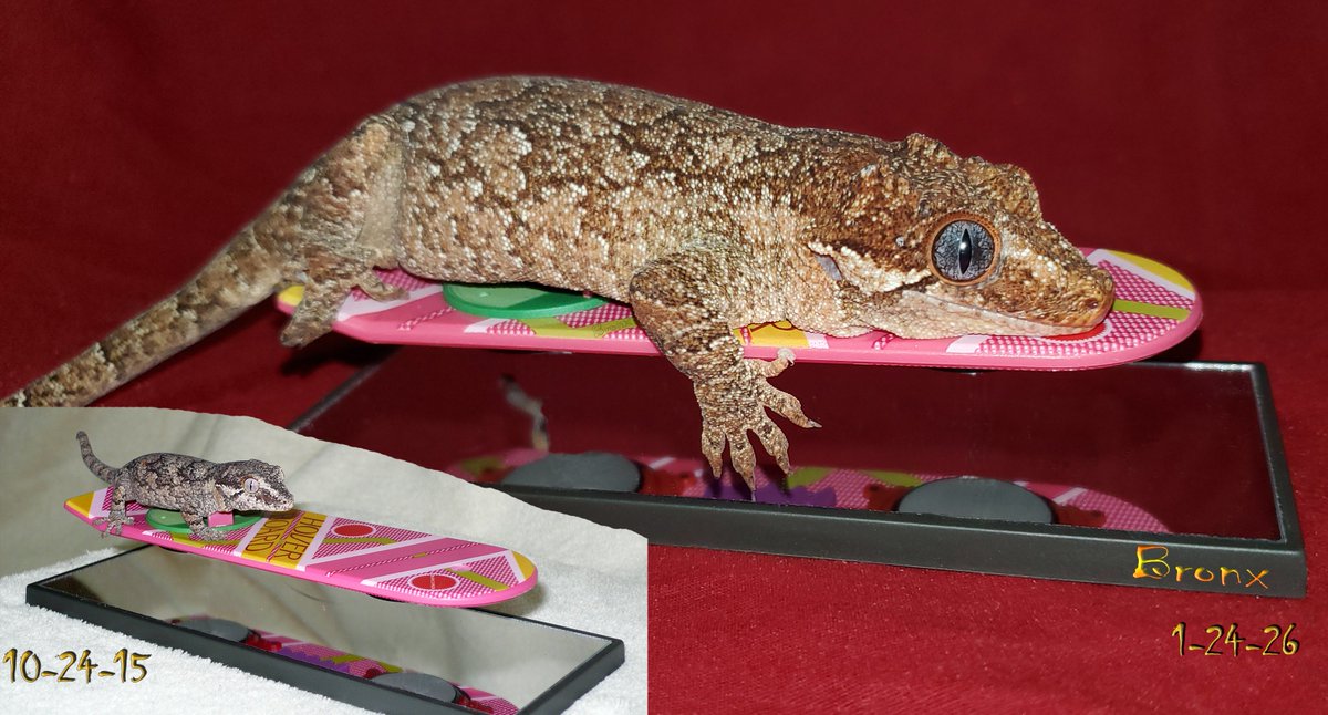 Bronx my gargoyle gecko on a hoverboard. Over a 10 year gap between photos. #gecko #lizard