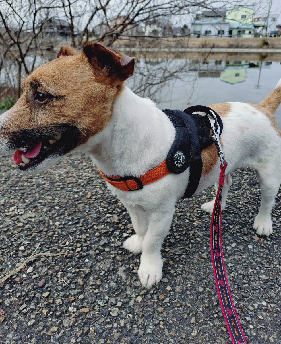 Papillon_JRT's tweet photo. 暖かかったので緑地公園でお散歩行ってきました😊 https://t.co/1t5vclQfYq