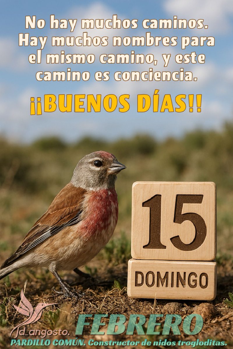 seo.org/ave/pardillo-c…
#buenosdías #frasespositivas #avedeldía