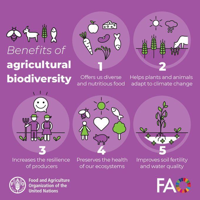 Agricultural biodiversity is vital for coping with a changing climate and securing our future of food. 🍆🌽 #ZeroHunger 

5 benefits of agricultural #biodiversity 👇️