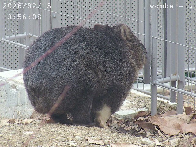 ぱーふぇくと
むちむち🥰