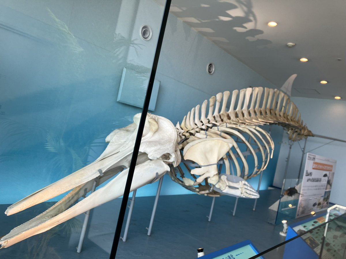 世界クジラの日 タイヘイヨウアカボウモドキ これまでの発見例が非常に