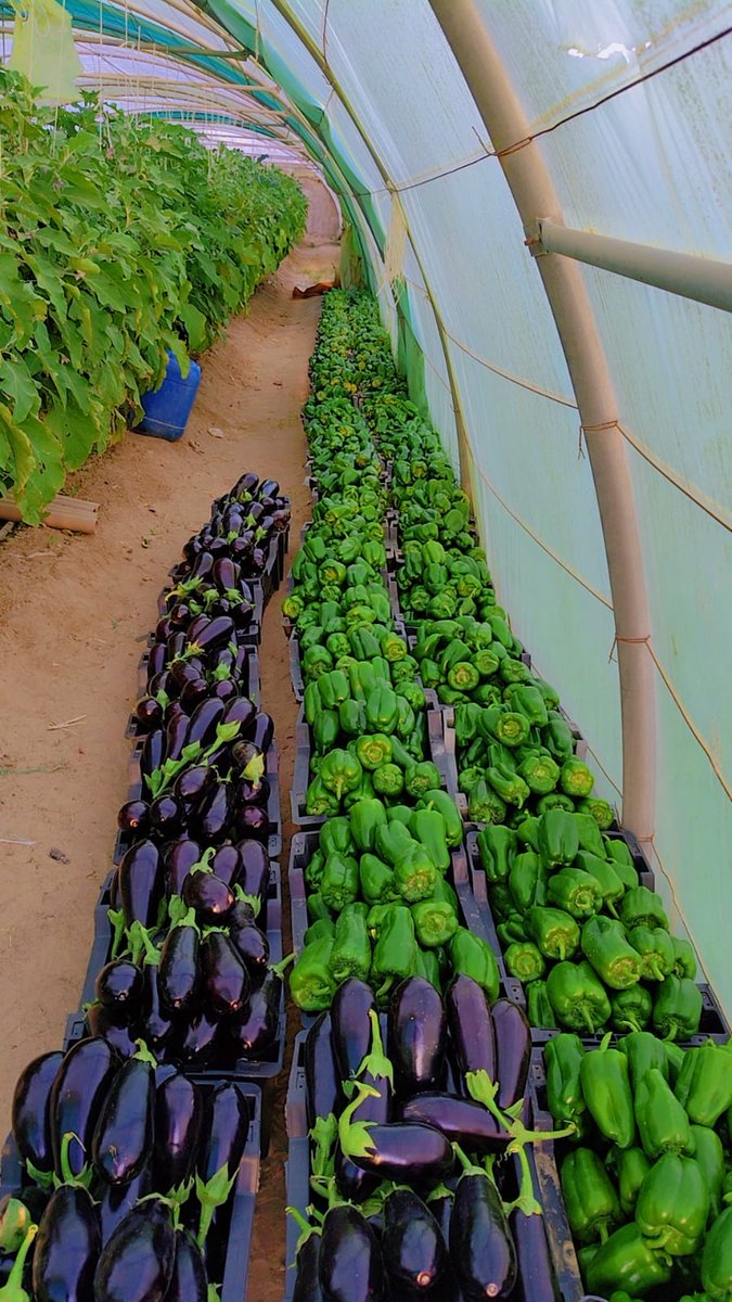 إنتاج مزرعة الجمعية التعاونية الزراعية بالاحساء اليوم الأحد الموافق 15 فبراير 2026 م .
للحجز والاستعلام :- 0536799957
أسعار خاصة لأعضاء الجمعية .🫑🍆