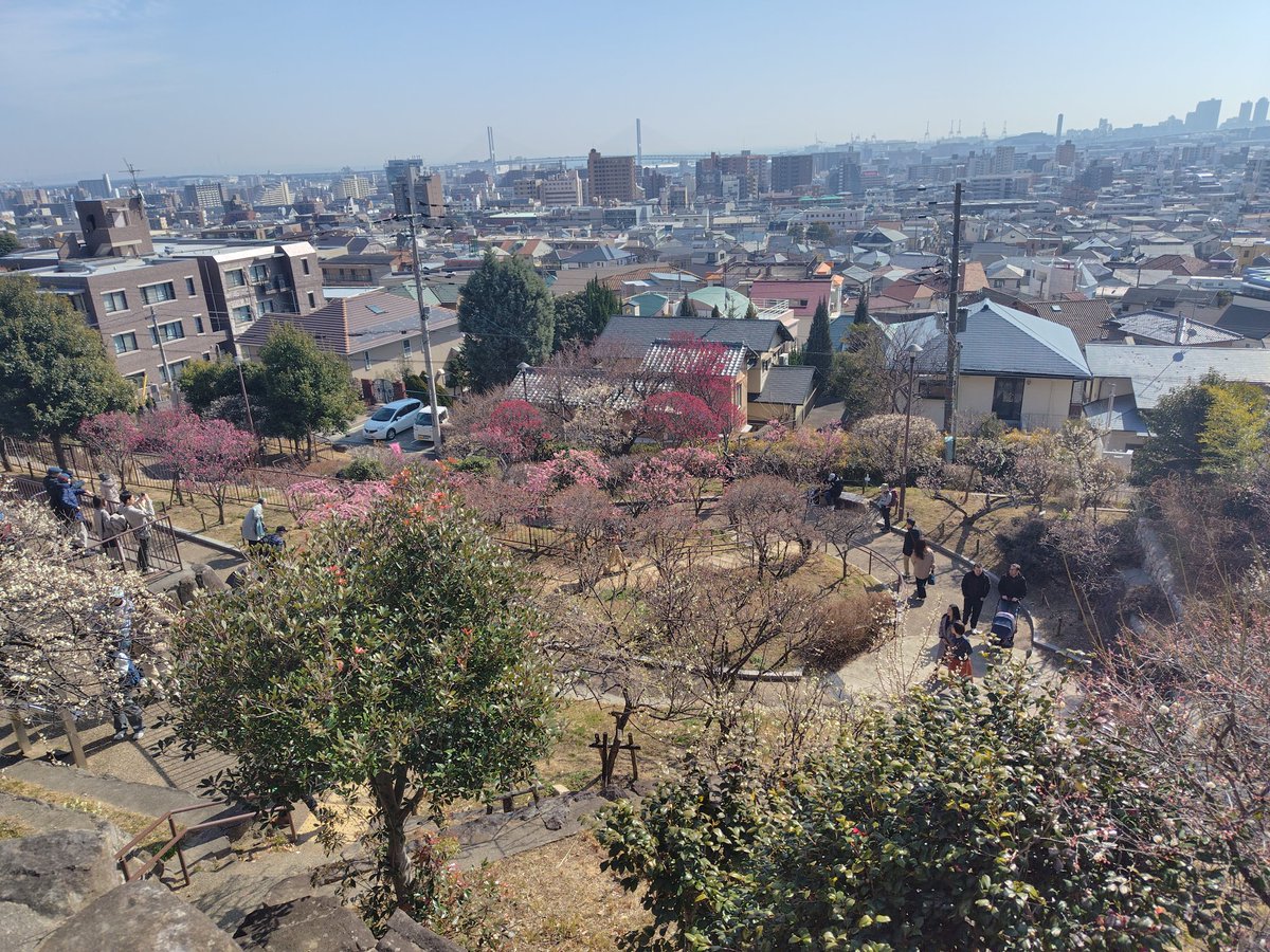 qcl3s's tweet photo. 神戸岡本の梅林公園行ってきました。
満開まであとちょっとって感じです。
見晴らし良いし、天気も良かったぁ〜。
来週お祭りもあるようなので、オススメです。 https://t.co/WfBt50PIPI