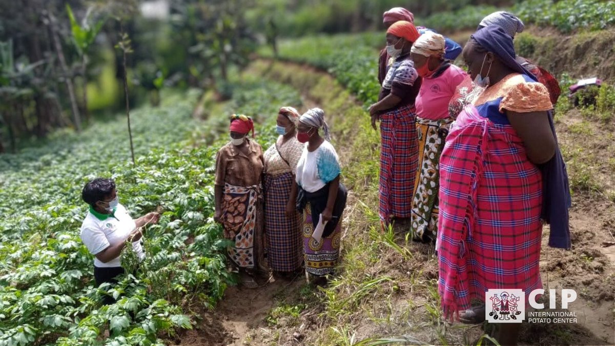 International Potato Center tweet media
