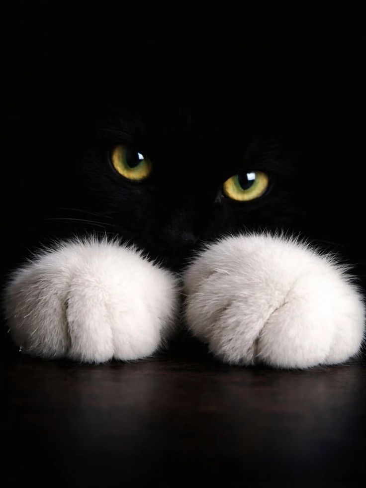 vivaneil (@vivaneil1234) on Twitter photo 