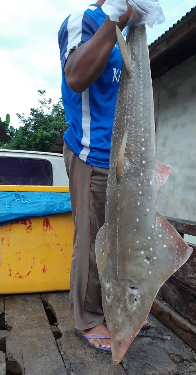 Seneng banget!! Meanwhile dulu nyari di perairan Bangka-Belitung ga nemu samsek. Cuma nemu kerangkanya aja 🥲 (Sama jasad pesut)
Tpi seru soalnya nyelametin penyu kejerat jaring, liat tangkepan nelayan, dll.