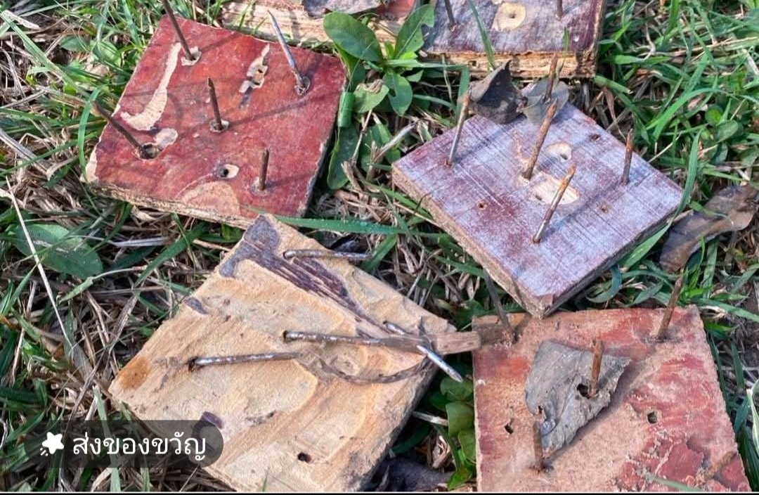 ตั้งแต่ปีที่แล้ว เจ้าหน้าที่เจอกับดักตะปูแบบนี้ในพท.ดงลาน ตามทางระหว่างป่า-พื้นที่เกษตร คาดว่ามี 2-3 ตัวที่เหยียบไป เป็นอีกสาเหตุที่ทำให้ช้างเริ่มระแวง และมีนิสัยดุร้ายขึ้น #สีดอหูพับ