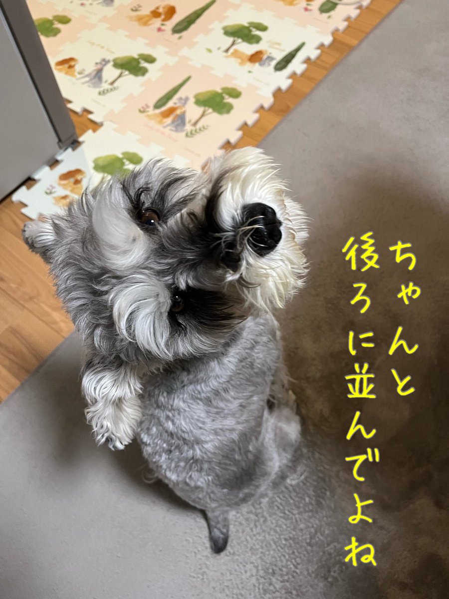🍩🥞おやつ待ちの列🍪🍰
しっぽが可愛い
#ミニチュアシュナウザー
#犬好きさんと繋がりたい
#犬のいる暮らし