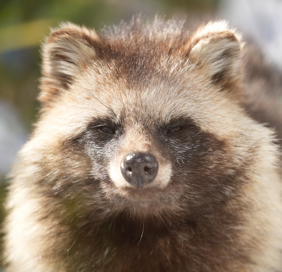 iidazoo's tweet photo. ホンドタヌキのポコです🌱

#飯田市立動物園
#ホンドタヌキ https://t.co/UOKNg7Hfj0