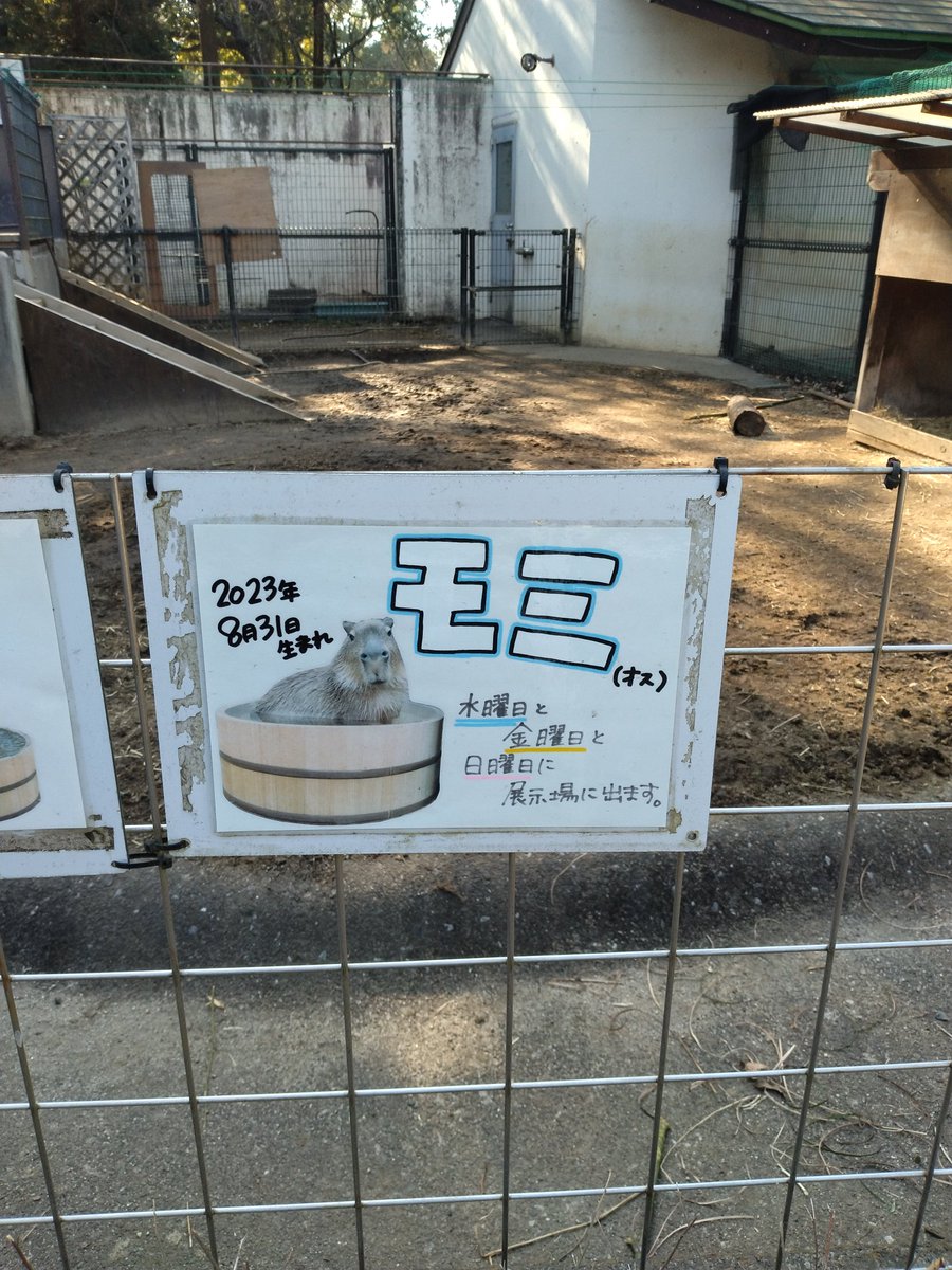モミくん、はじめまして。なかなか曜日が合わず、今日が初対面　#智光山こども動物園　#カピバラ