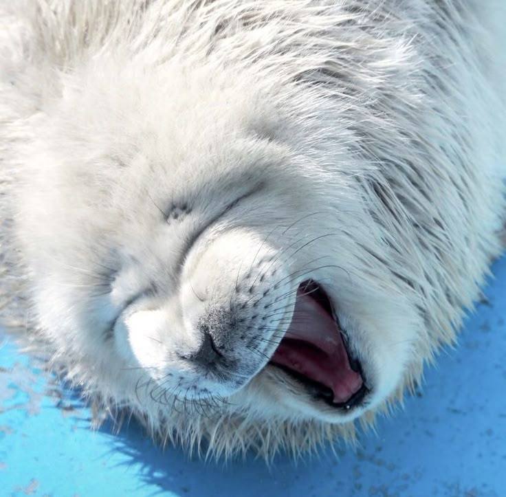 SealDev tweet media