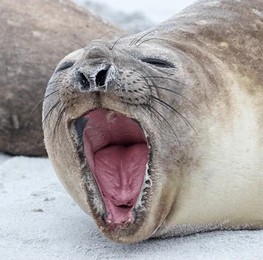 SealDev tweet media