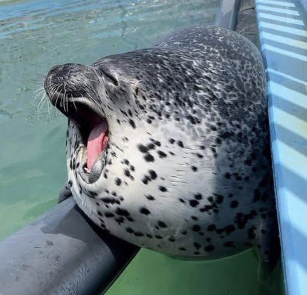 SealDev tweet media