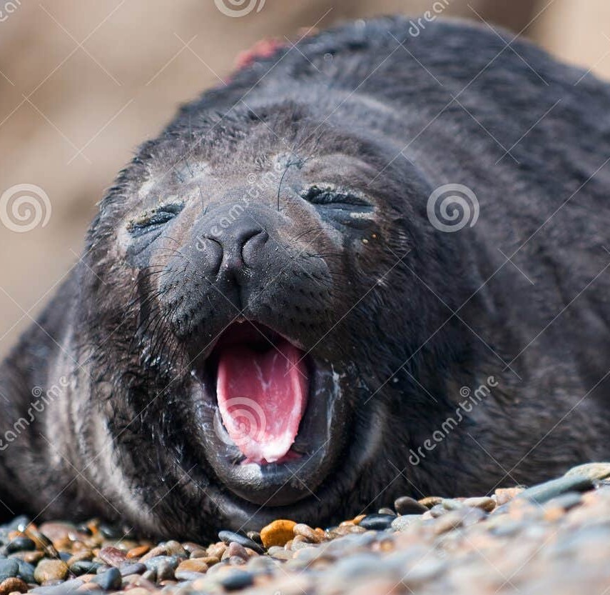 SealDev tweet media