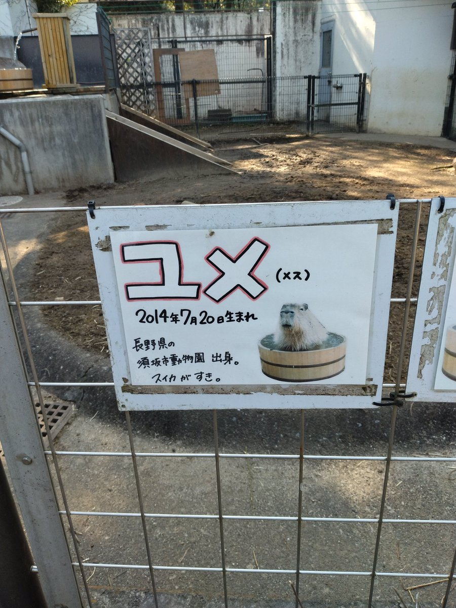 ユメちゃんはここに居た　#智光山こども動物園　#カピバラ
