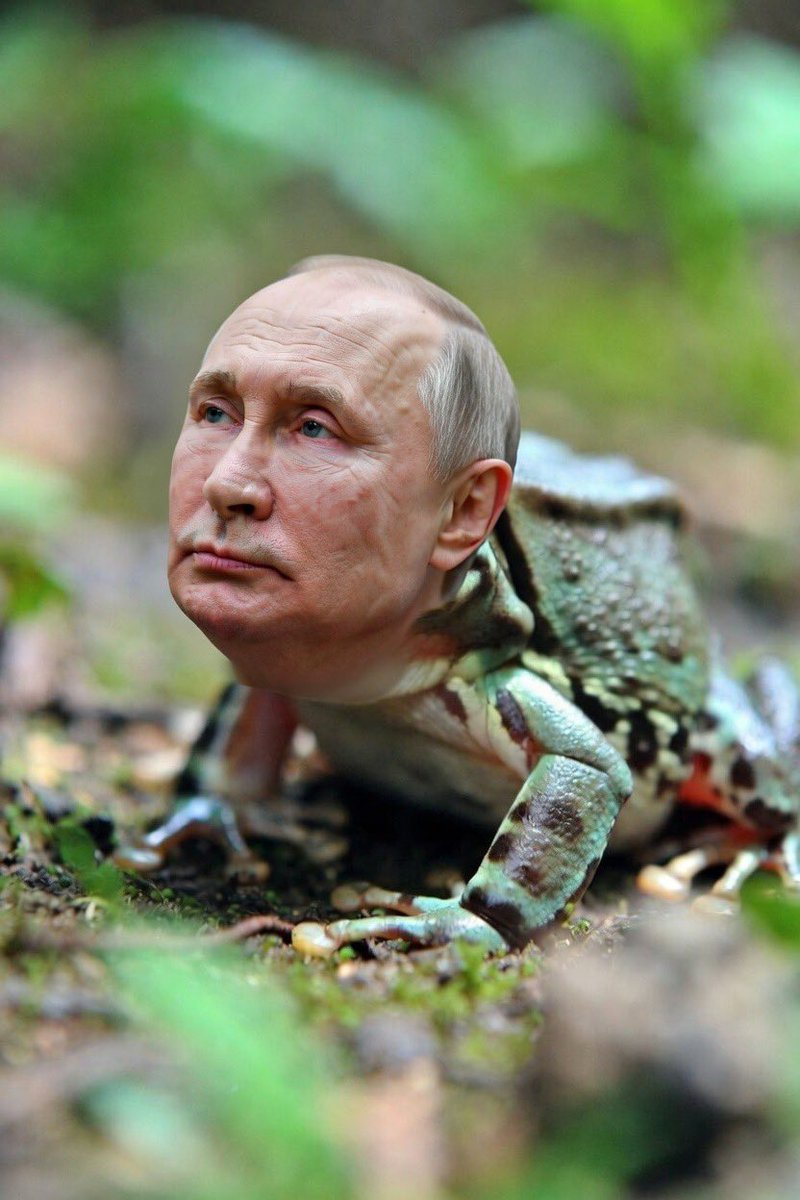 SobolLubov's tweet photo. Древесная ядовитая жаба https://t.co/ankG1fwdls