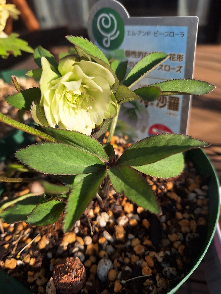 クリスマスローズ開花③④ ③ピンクダブル 昨年購入した小苗が初めて