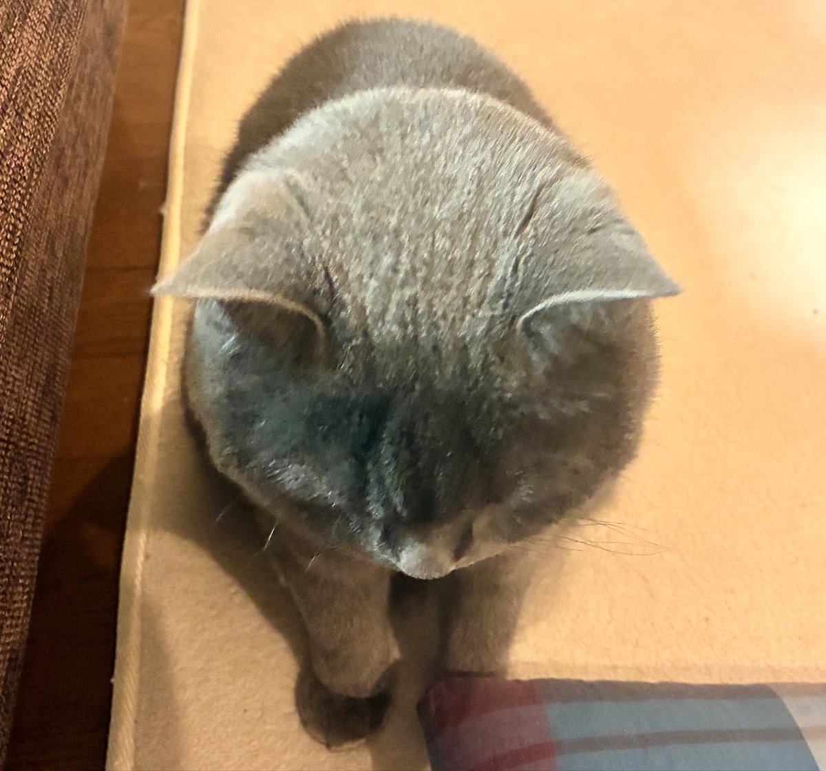 今日も今日とて

#ブリティッシュショートヘア