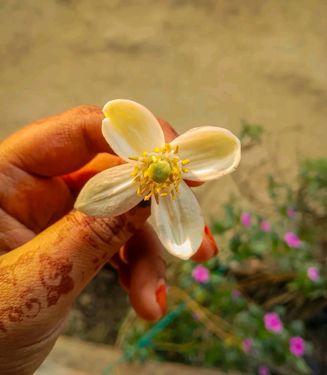 GM 

Just say "Flower" 
I'll follow back you 💮