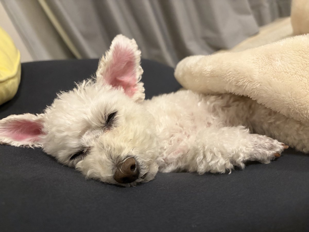 昨日からインフルA型に感染…😇
いつぶりかも覚えてないインフルで身体中痛いし、母宅にいるお犬様に会えない辛さ😭😭
全然眠れてなくてしんどすぎる😟