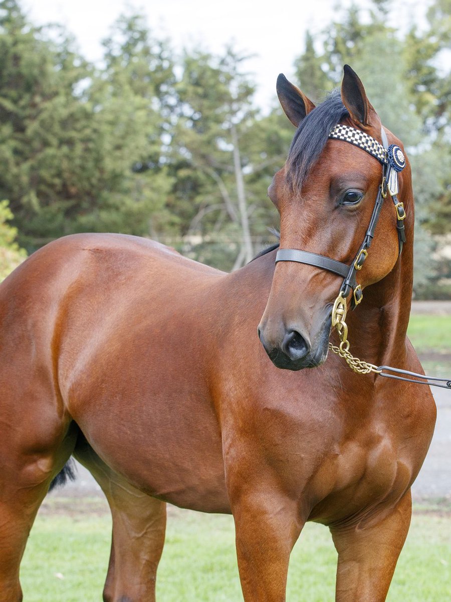 This is what happens when you spend time with Leap To Fame! Now a proud owner of this magnificent Art Major colt from breeder Mark Carey. <a href="/TonkinStewart/">TonkinStewartRacing</a> here we come!