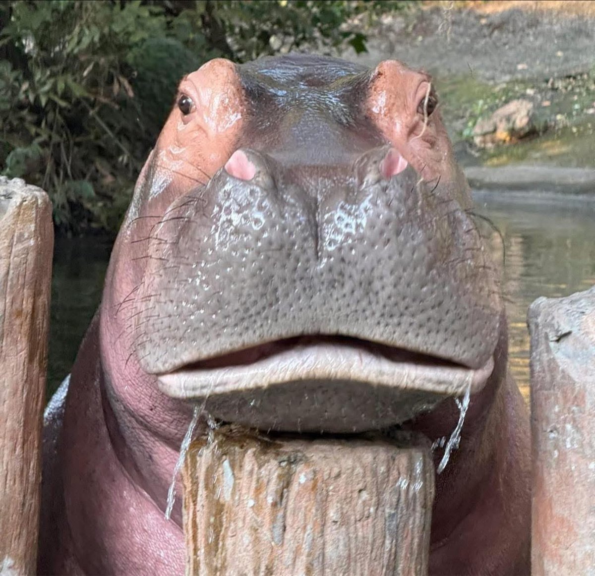 มีคนบอกถ้าไม่มีหูเหมือนกบ
เลยลองเอาหูออก เหมือนตรงไหนเอาปากกามาวง #hippo #PygmyHippo #ขาหมูแอนด์เดอะแก๊ง #หมูเด้งเด้งกี่โมง #Moodeng #พี่ขาหมู #สวนสัตว์เปิดเขาเขียว