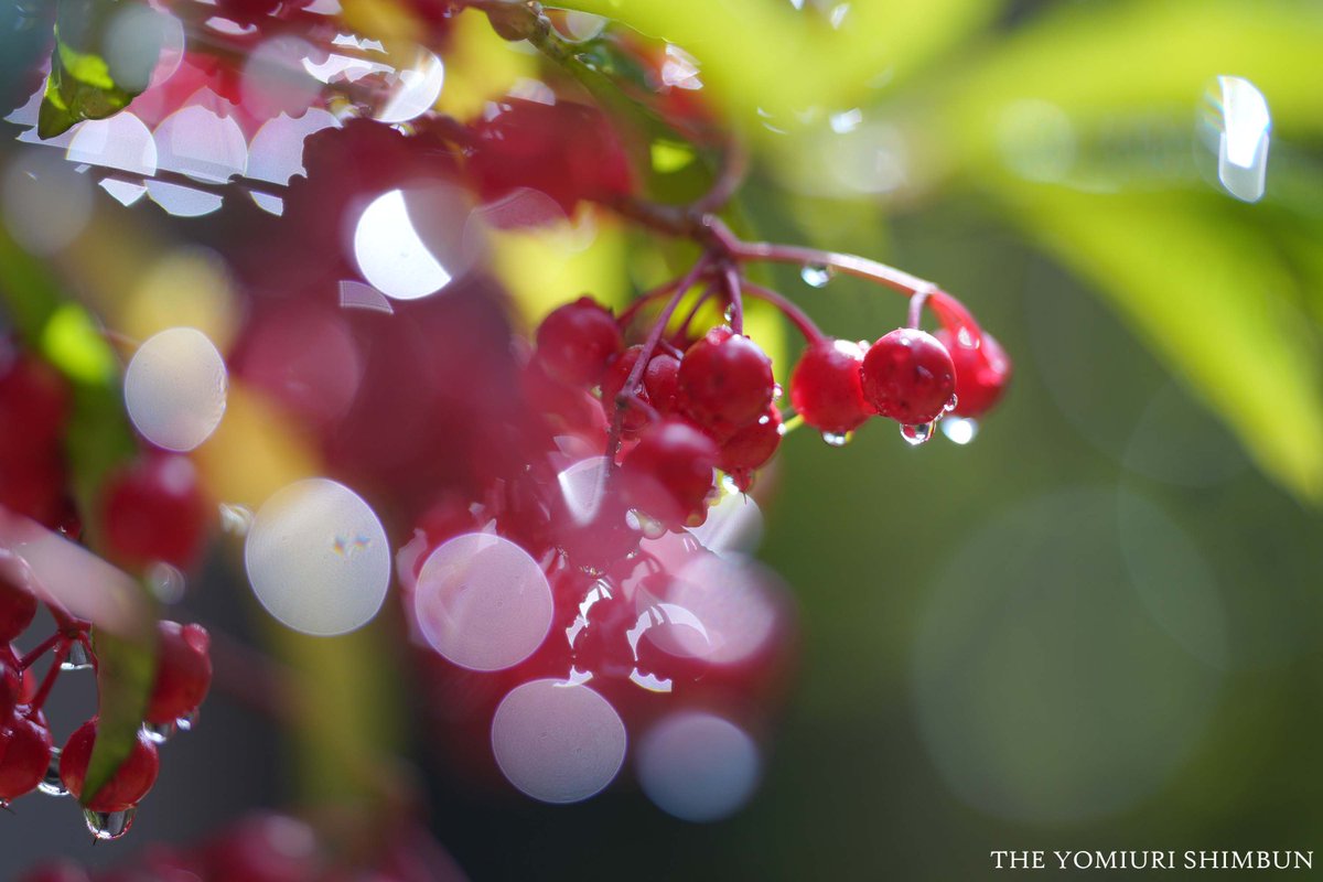 【第50期棋聖戦第3局】
難解な読み合い続く対局室。
決戦に臨む一力遼棋聖と芝野虎丸十段の表情を写真で
yomiuri.co.jp/igoshougi/kise…

▽写真で観る第３局パート２はyomiuri.co.jp/slides/s/50kis…  

#棋聖戦 #一力遼 #芝野虎丸