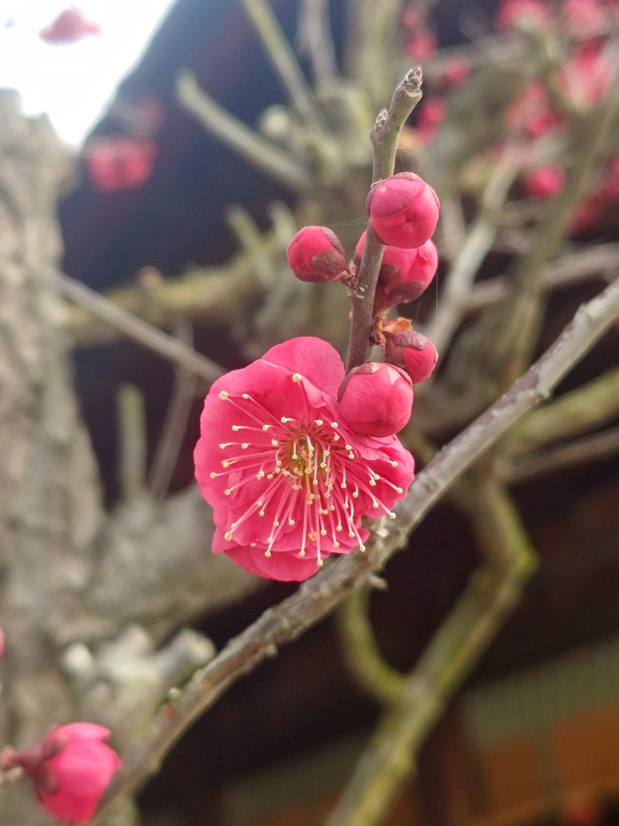 chronometer0's tweet photo. 今年の #国府宮はだか祭り は、３月１日
儺追殿の見物台はまだこれから設置かな？

３月過ぎてからまた儺追布買いに来よう👣

#尾張大国霊神社 
#国府宮神社 #儺追神事
#マンサクの花 #梅の花 https://t.co/DwgyhXsRke