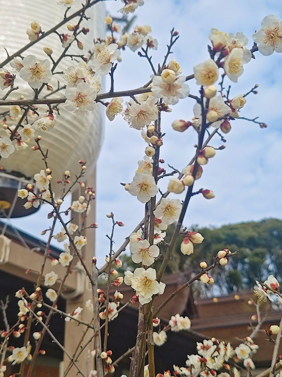 chronometer0's tweet photo. 今年の #国府宮はだか祭り は、３月１日
儺追殿の見物台はまだこれから設置かな？

３月過ぎてからまた儺追布買いに来よう👣

#尾張大国霊神社 
#国府宮神社 #儺追神事
#マンサクの花 #梅の花 https://t.co/DwgyhXsRke