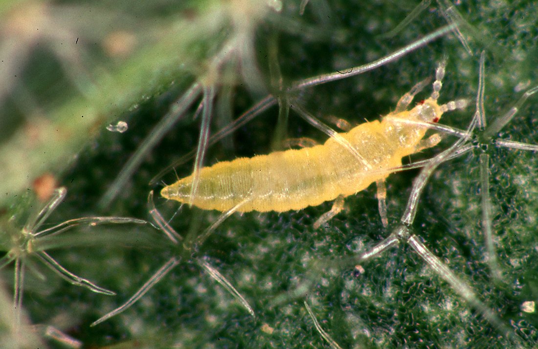 DaniMayakovski's tweet photo. Hoy que se habla del asedio a Cuba, recordar como el gobierno de EEUU, un 21 de octubre de 1996, usó un avión de fumigación para rociar una plaga de insectos modificados genéticamente contra los cultivos de los agricultores cubanos para provocar hambre.

La agresión de EEUU fue soltar un insecto invasor, el Thrips palmi, el cual era resistente a los pesticidas, sobre las cosechas de maíz, calabazas, pepinos y otros cultivos en la provincia de Matanza, todo para provocar hacer caer al gobierno de Fidel Castro. 

Este insecto nunca visto antes en Cuba, no fue fácil de exterminar y de hecho destruyó miles de hectáreas de cosechas durante años, haciendo un daño enorme a la producción local.