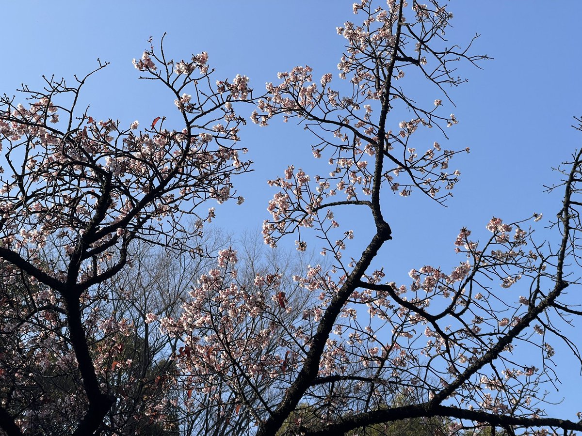 春じゃん…🌸（寒桜）