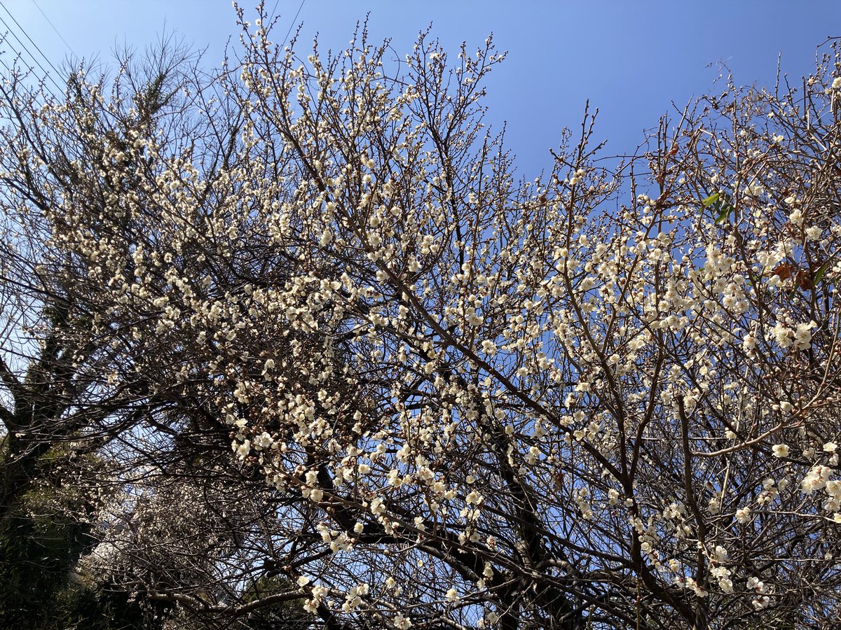 今日はあったかいですね〜
24℃
梅の花も咲き誇っております。