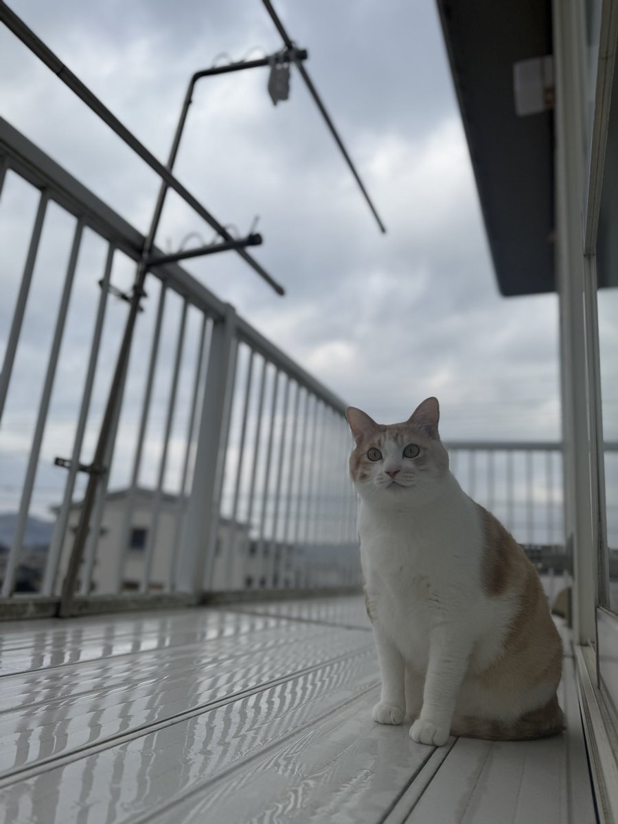 Post by ちびここ∞（ちびぽこ∞） on X: ニャルソック！