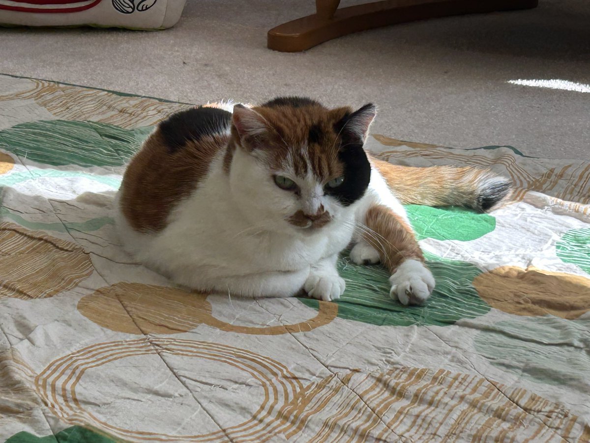 2/15(日)本日夕方はご予約枠あります。お問い合わせください。明日2/16(月)のご予約も受付中です。
#ツチノコふりかけ
#おむすびおやすみ