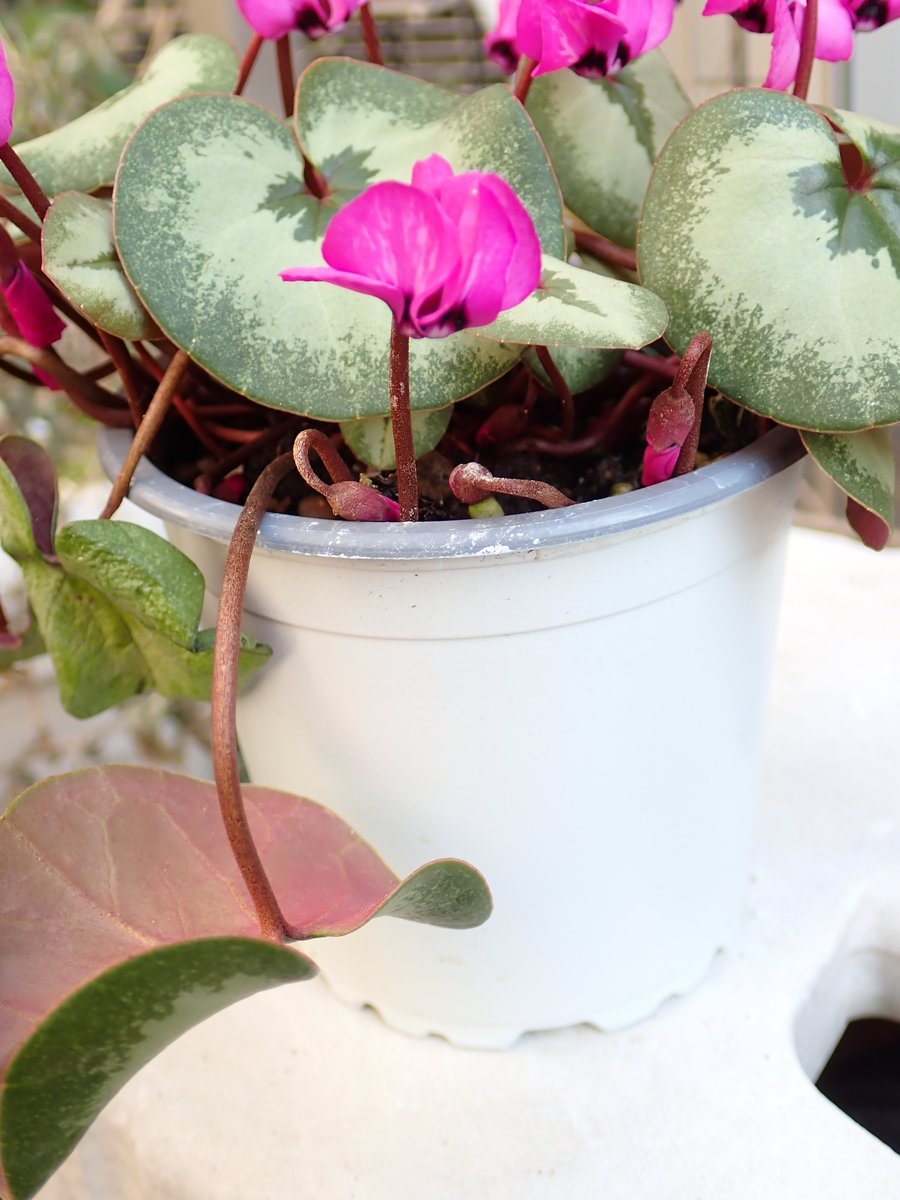 昨日ザキパーで買ったコウム。
しっかり絞りが入ってるね。
これで980円ならよかろ。
しかしドコの生産者だろ？
このポット、ガーシクのクレヨン買ったときに植わってたやつに似てる気がするな…？
更に絞りがハッキリしたのもあったんだけど、葉や次の花芽が寒風で全滅してたのでやめといたｗ