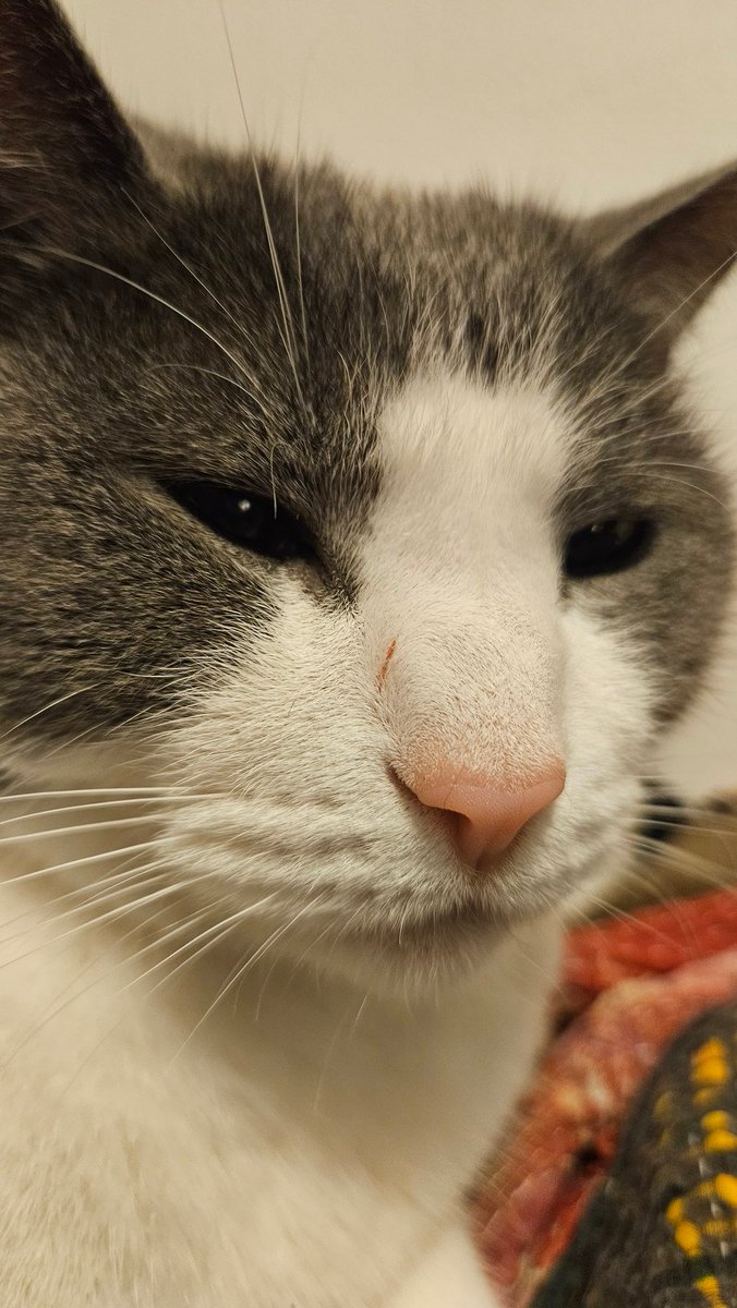 Khajiit Supports Palestinian Liberation tweet media